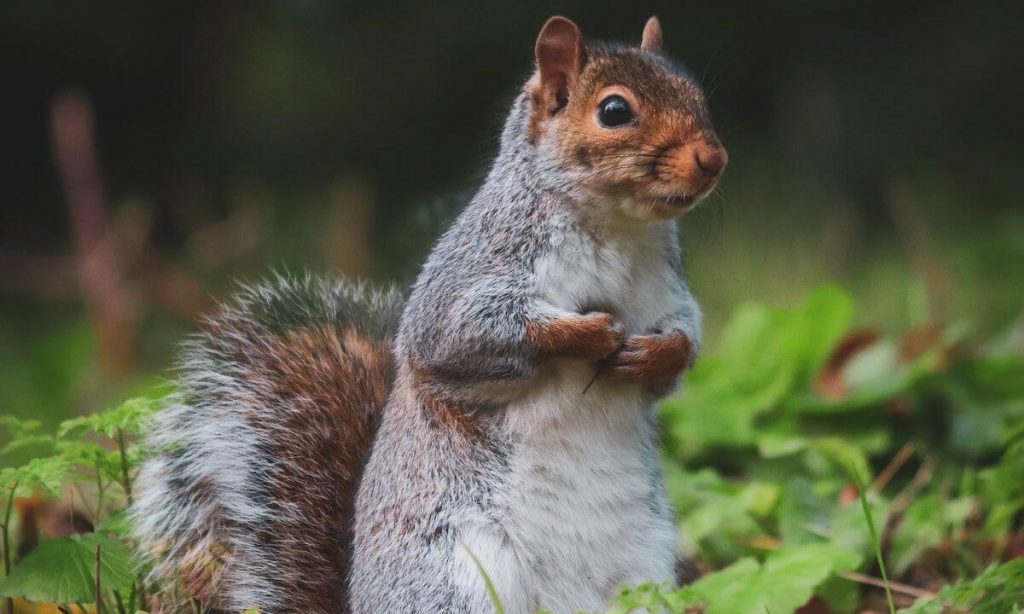 Squirrel Lifespan - How Long Does a Squirrel Live? Wild vs Captivity